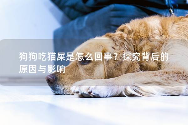 狗狗吃猫屎是怎么回事？探究背后的原因与影响