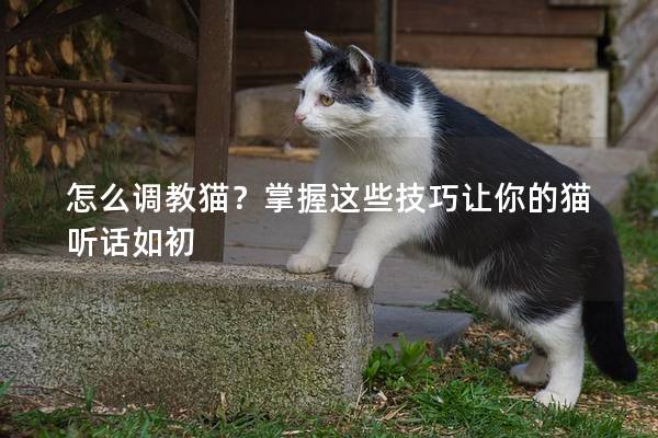 怎么调教猫？掌握这些技巧让你的猫听话如初