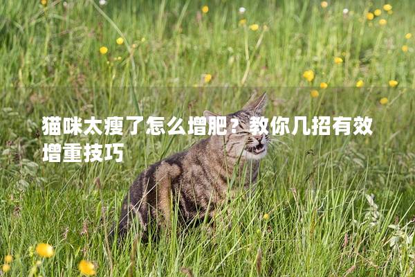 猫咪太瘦了怎么增肥？教你几招有效增重技巧