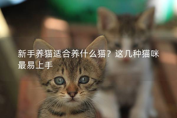 新手养猫适合养什么猫？这几种猫咪最易上手