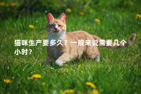 猫咪生产要多久？一般来说需要几个小时？