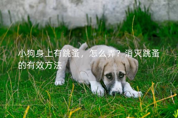 小狗身上有跳蚤，怎么弄？消灭跳蚤的有效方法