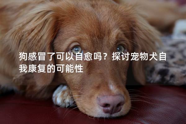 狗感冒了可以自愈吗？探讨宠物犬自我康复的可能性