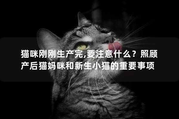 猫咪刚刚生产完,要注意什么？照顾产后猫妈咪和新生小猫的重要事项