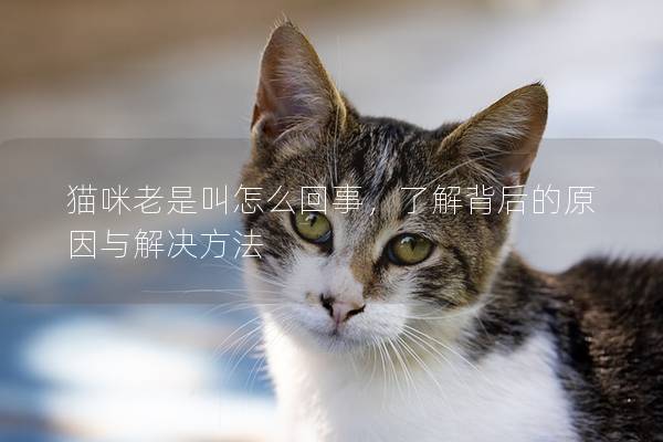 猫咪老是叫怎么回事，了解背后的原因与解决方法