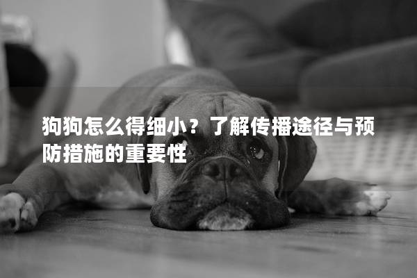 狗狗怎么得细小？了解传播途径与预防措施的重要性