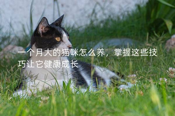 一个月大的猫咪怎么养，掌握这些技巧让它健康成长