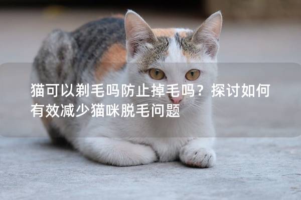 猫可以剃毛吗防止掉毛吗？探讨如何有效减少猫咪脱毛问题