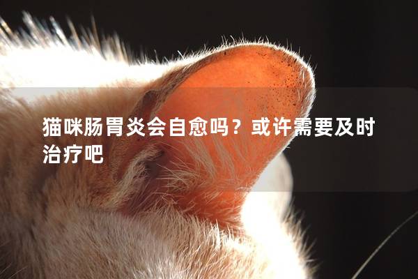 猫咪肠胃炎会自愈吗？或许需要及时治疗吧