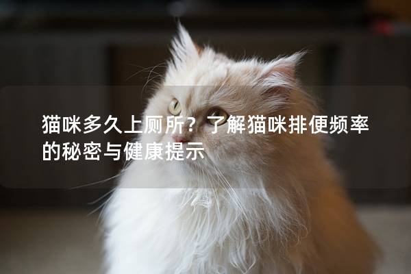 猫咪多久上厕所？了解猫咪排便频率的秘密与健康提示