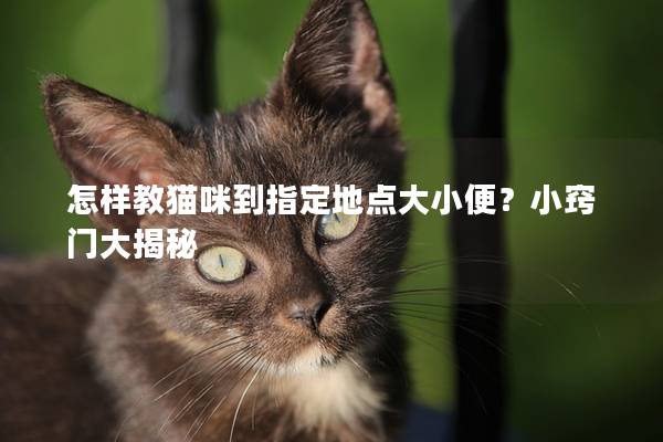 怎样教猫咪到指定地点大小便？小窍门大揭秘