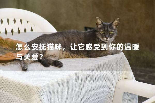 怎么安抚猫咪，让它感受到你的温暖与关爱？