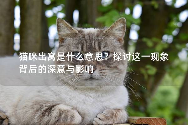 猫咪出窝是什么意思？探讨这一现象背后的深意与影响