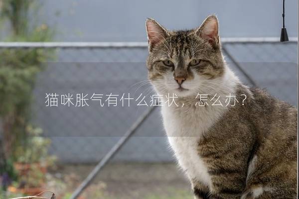 猫咪胀气有什么症状，怎么办？