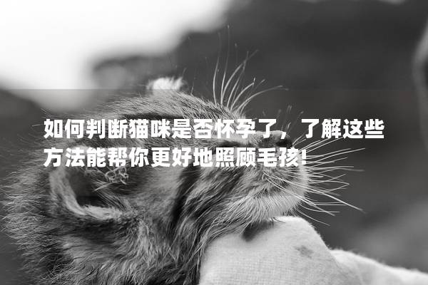 如何判断猫咪是否怀孕了，了解这些方法能帮你更好地照顾毛孩!