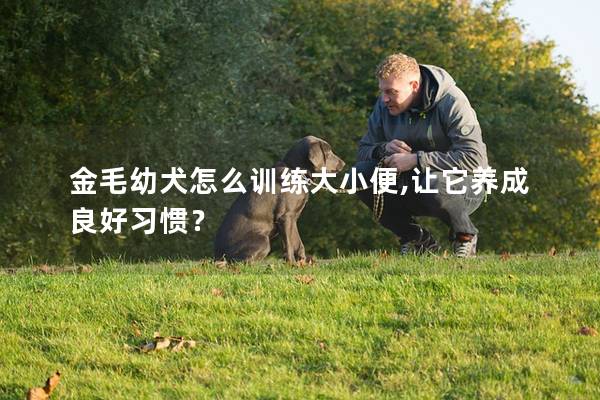 金毛幼犬怎么训练大小便,让它养成良好习惯？