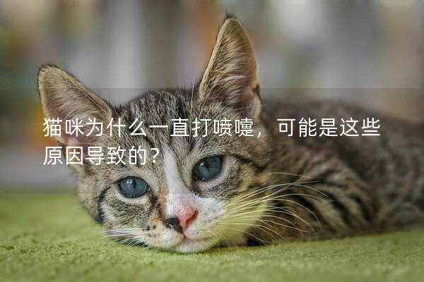 猫咪为什么一直打喷嚏，可能是这些原因导致的？