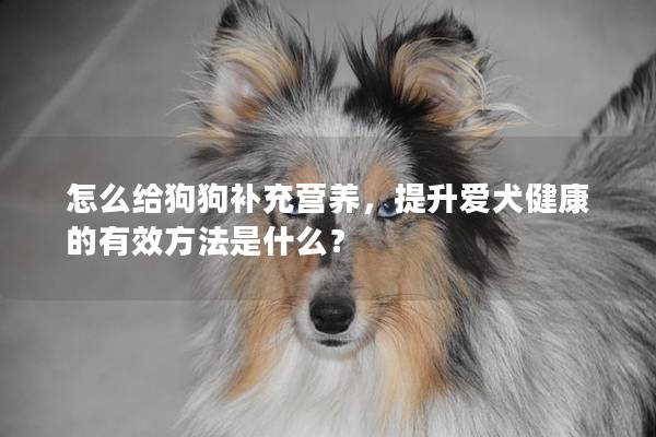 怎么给狗狗补充营养，提升爱犬健康的有效方法是什么？