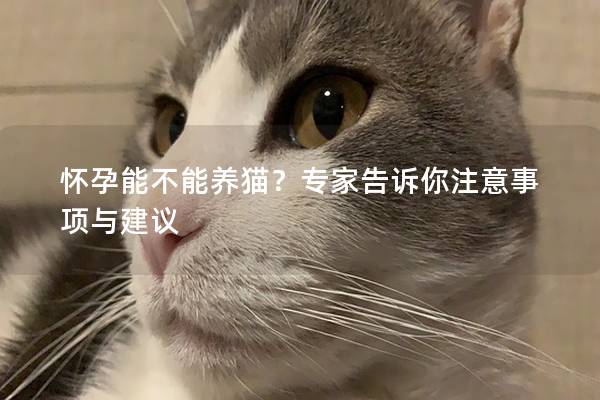 怀孕能不能养猫？专家告诉你注意事项与建议