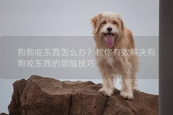 狗狗咬东西怎么办？教你有效解决狗狗咬东西的烦恼技巧