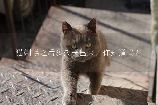 猫剃毛之后多久长出来，你知道吗？