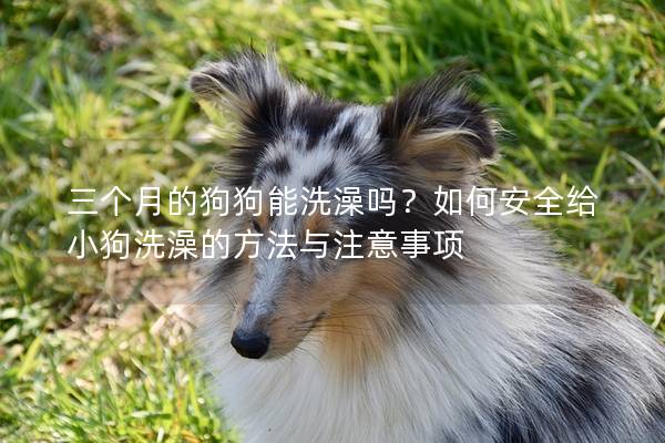 三个月的狗狗能洗澡吗？如何安全给小狗洗澡的方法与注意事项