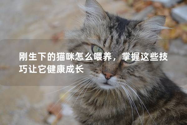 刚生下的猫咪怎么喂养，掌握这些技巧让它健康成长