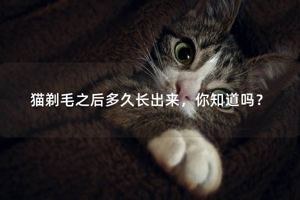 猫剃毛之后多久长出来，你知道吗？