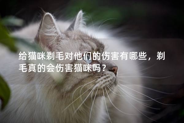 给猫咪剃毛对他们的伤害有哪些，剃毛真的会伤害猫咪吗？