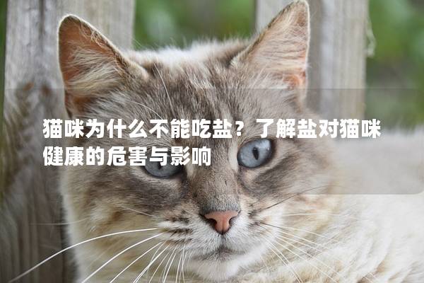 猫咪为什么不能吃盐？了解盐对猫咪健康的危害与影响