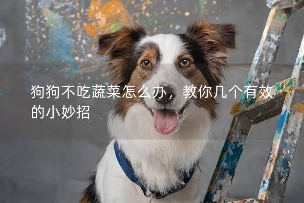 狗狗不吃蔬菜怎么办，教你几个有效的小妙招