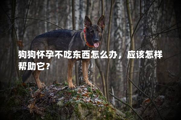 狗狗怀孕不吃东西怎么办，应该怎样帮助它？