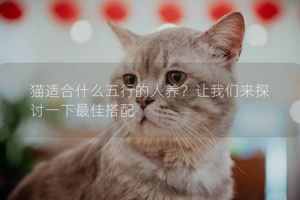 猫适合什么五行的人养？让我们来探讨一下最佳搭配