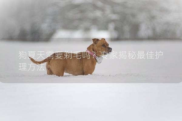 狗夏天需要剃毛吗？专家揭秘最佳护理方法