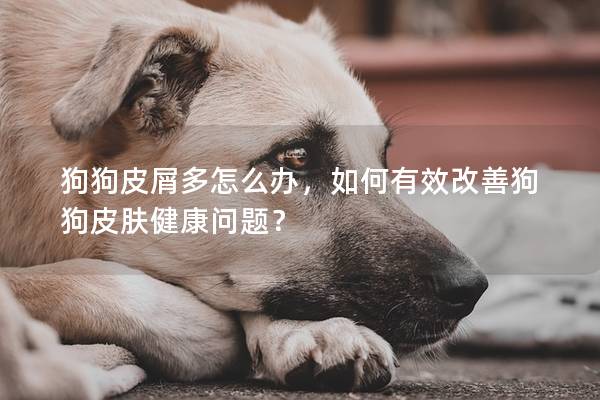 狗狗皮屑多怎么办，如何有效改善狗狗皮肤健康问题？