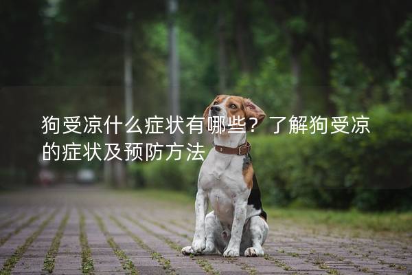 狗受凉什么症状有哪些？了解狗受凉的症状及预防方法