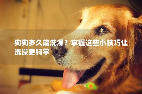 狗狗多久能洗澡？掌握这些小技巧让洗澡更科学