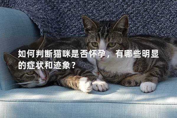 如何判断猫咪是否怀孕，有哪些明显的症状和迹象？