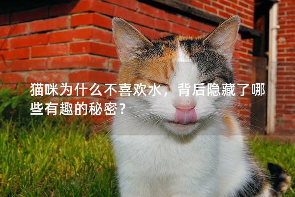 猫咪为什么不喜欢水，背后隐藏了哪些有趣的秘密？