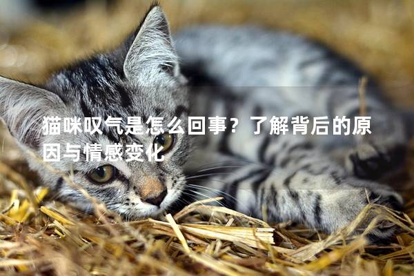 猫咪叹气是怎么回事？了解背后的原因与情感变化