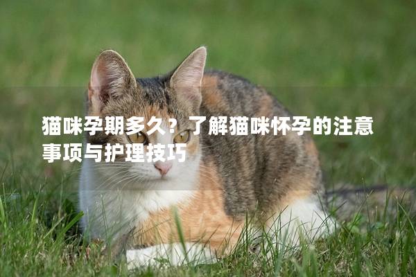 猫咪孕期多久？了解猫咪怀孕的注意事项与护理技巧