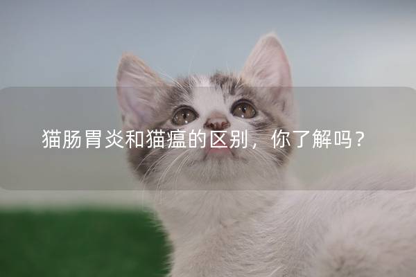 猫肠胃炎和猫瘟的区别，你了解吗？