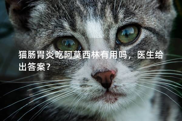 猫肠胃炎吃阿莫西林有用吗，医生给出答案？