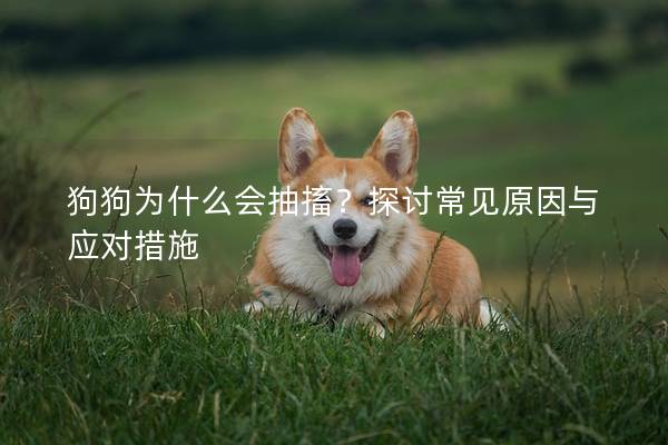 狗狗为什么会抽搐？探讨常见原因与应对措施