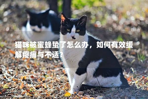 猫咪被蜜蜂蛰了怎么办，如何有效缓解疼痛与不适？