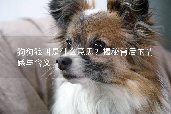 狗狗狼叫是什么意思？揭秘背后的情感与含义