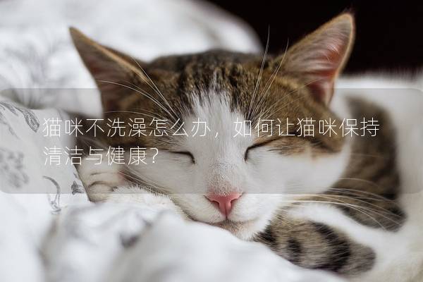 猫咪不洗澡怎么办，如何让猫咪保持清洁与健康？