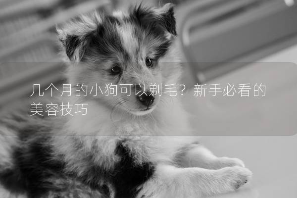 几个月的小狗可以剃毛？新手必看的美容技巧