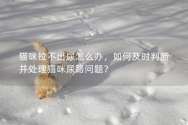 猫咪拉不出尿怎么办，如何及时判断并处理猫咪尿路问题？