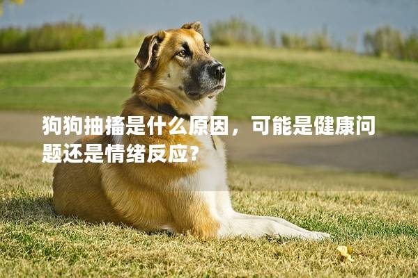 狗狗抽搐是什么原因，可能是健康问题还是情绪反应？